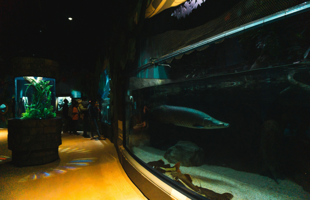 Angkor Wildlife & Aquarium with Private Transfer